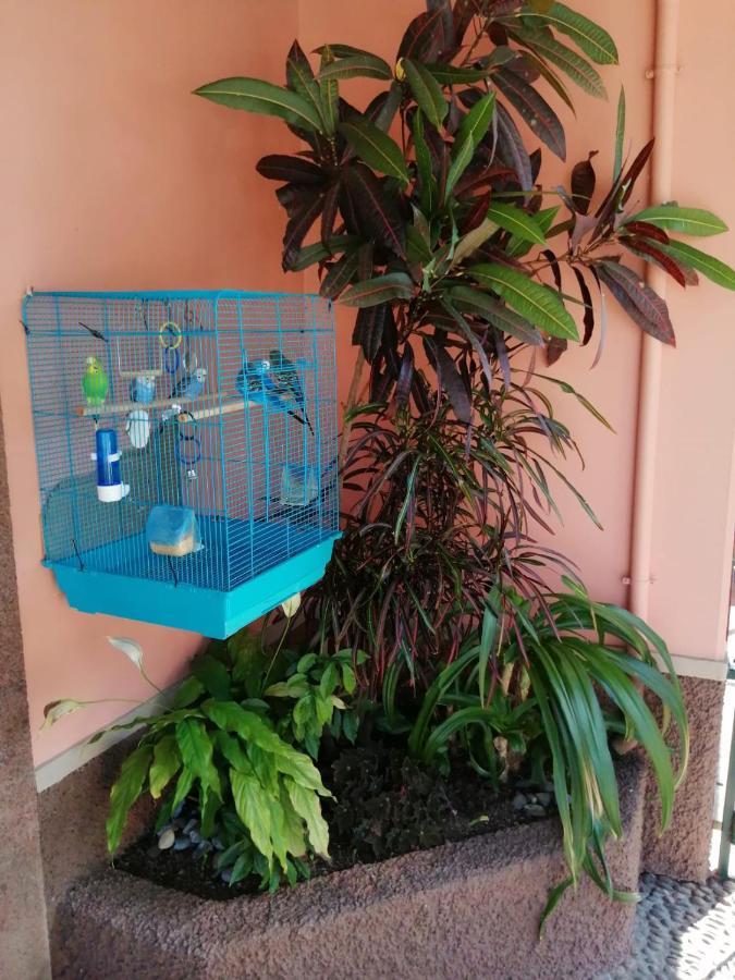 A Casa Do Caseiro Фуншал Экстерьер фото